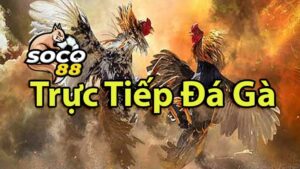 da-ga-truc-tuyen-tai-soco88