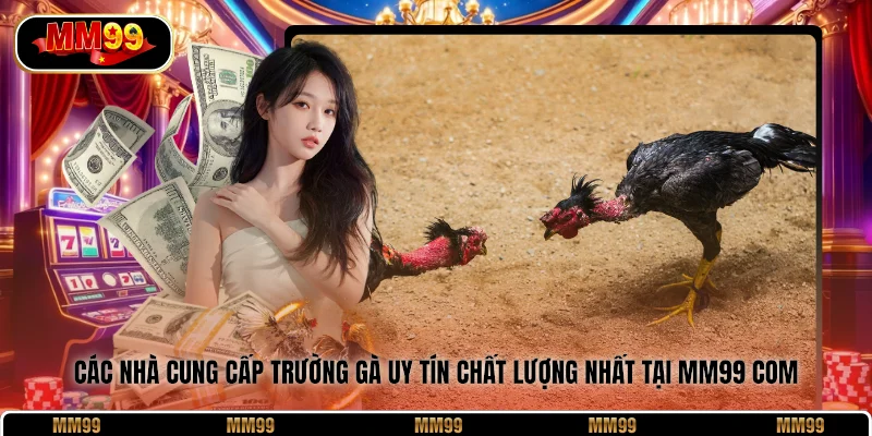 Các nhà cung cấp trường gà uy tín chất lượng nhất tại MM99 Com